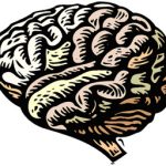 Brain visualization in Neuroeconomics course