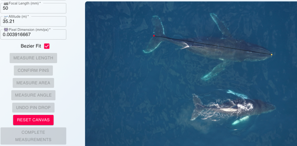 A web interface with a photo of a mother whale and her calf and tools on the left that help accurately measure the whales.